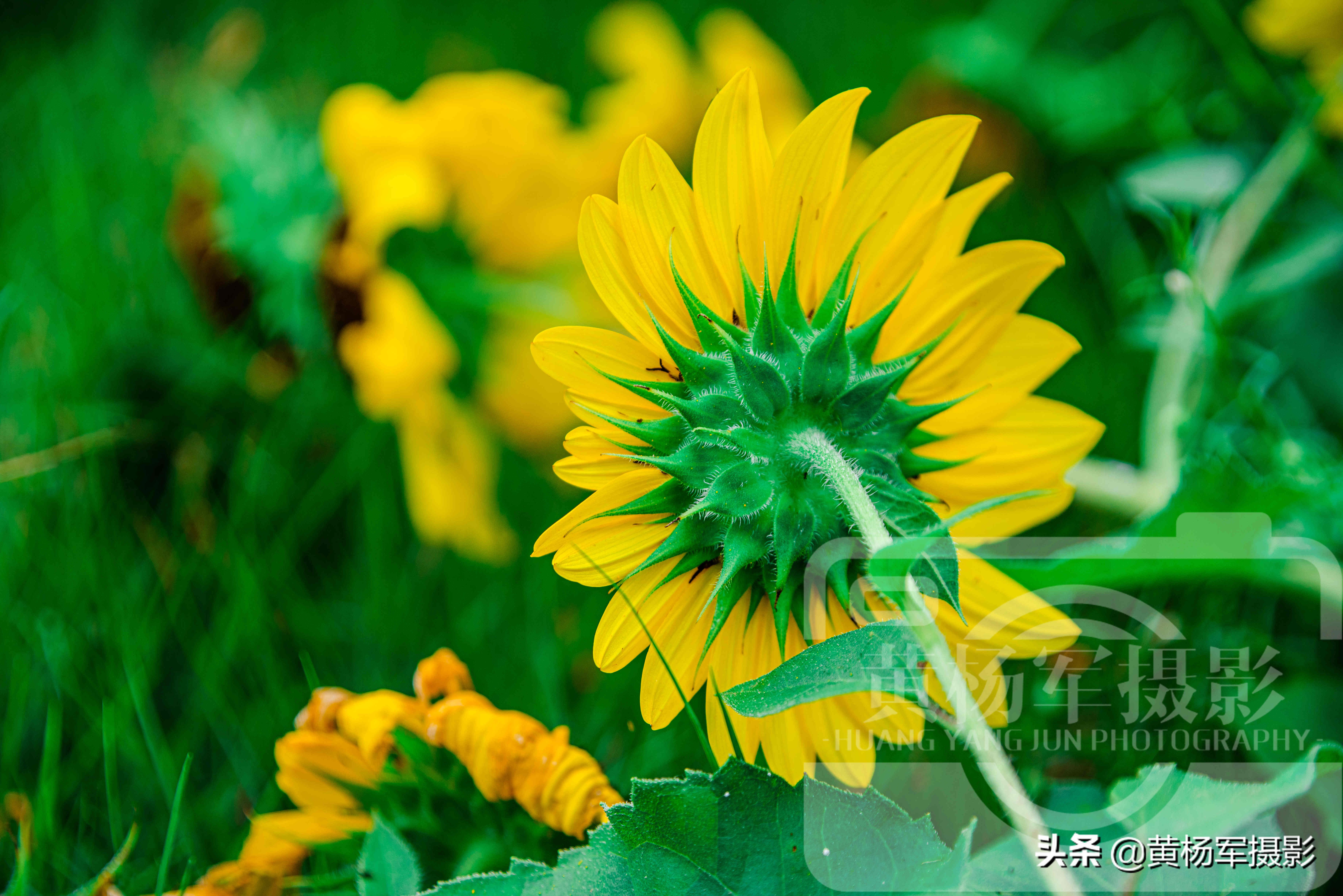 绿叶中美丽绽放的黑心金光菊花，娇美迷人的花朵很漂亮