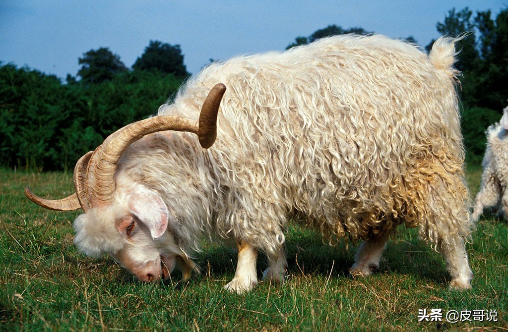 衣服马海毛的贵还是羊驼毛的贵,马海毛和羊驼毛哪个好