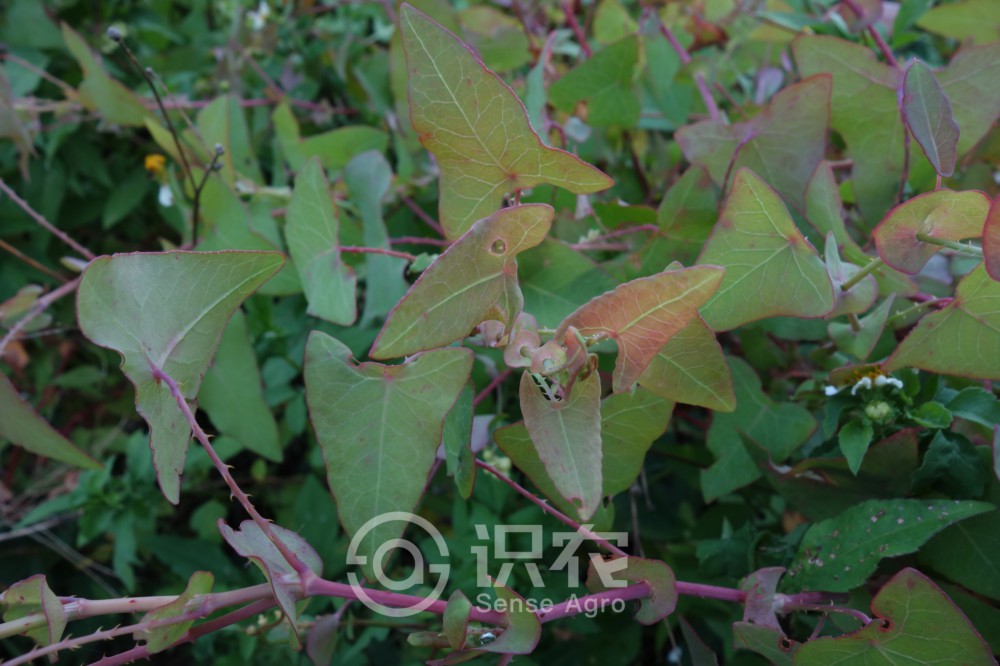 每日一草植物讲解,每日一草字帖