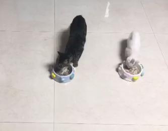 救助流浪猫被粘鼠胶,流浪猫粘鼠板救猫