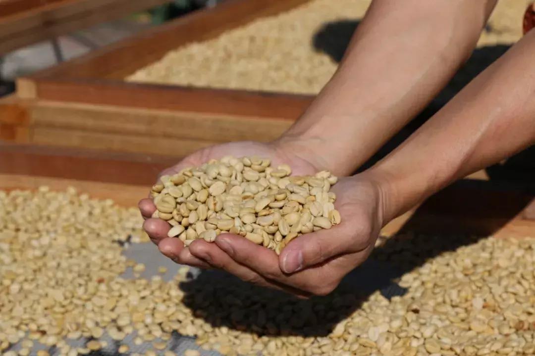 现磨手冲是速溶咖啡吗,手冲咖啡真的有人觉得好喝吗