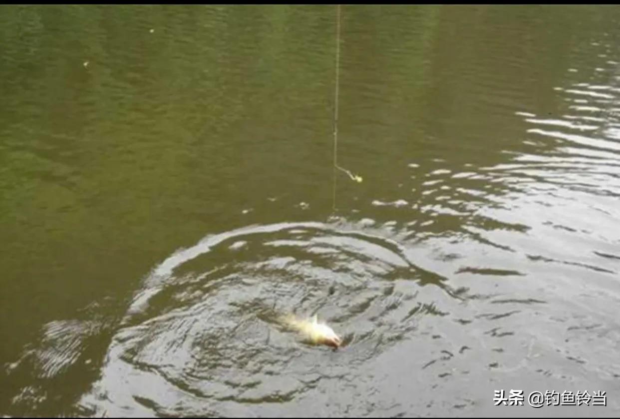 铅坠躺底钩饵悬浮,钓鲤鱼非常有效,论四川特有的钓法:珠珠钓法