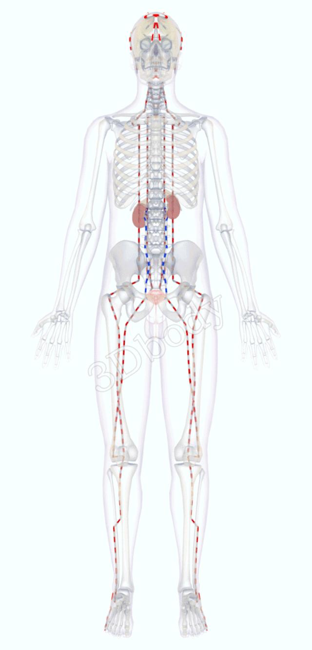 3d经络循行图讲解,阴维脉与阳维脉3d循行动态走向图