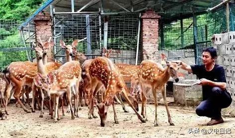 汉中梅花鹿养殖基地,陕西养殖梅花鹿的地方