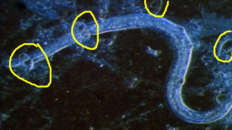 蘑菇是真菌还是植物,香气很浓的蘑菇叫什么菇