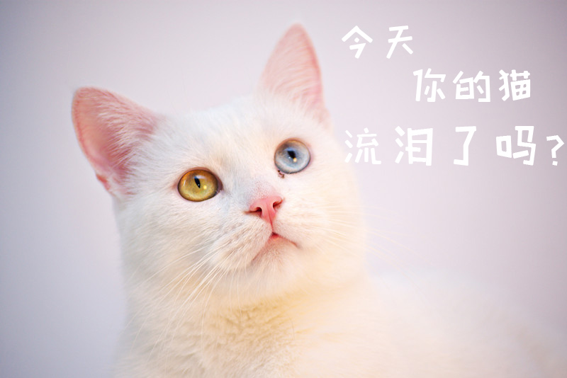 猫咪为什么有泪痕怎么解决,所有猫咪都有眼屎么