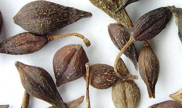 养鸡秘诀鸡感冒了,养鸡技术与鸡病的防治