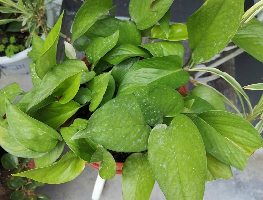 绿萝怎么养才更旺盛每天能浇水吗,绿萝怎么浇水才会长得茂盛