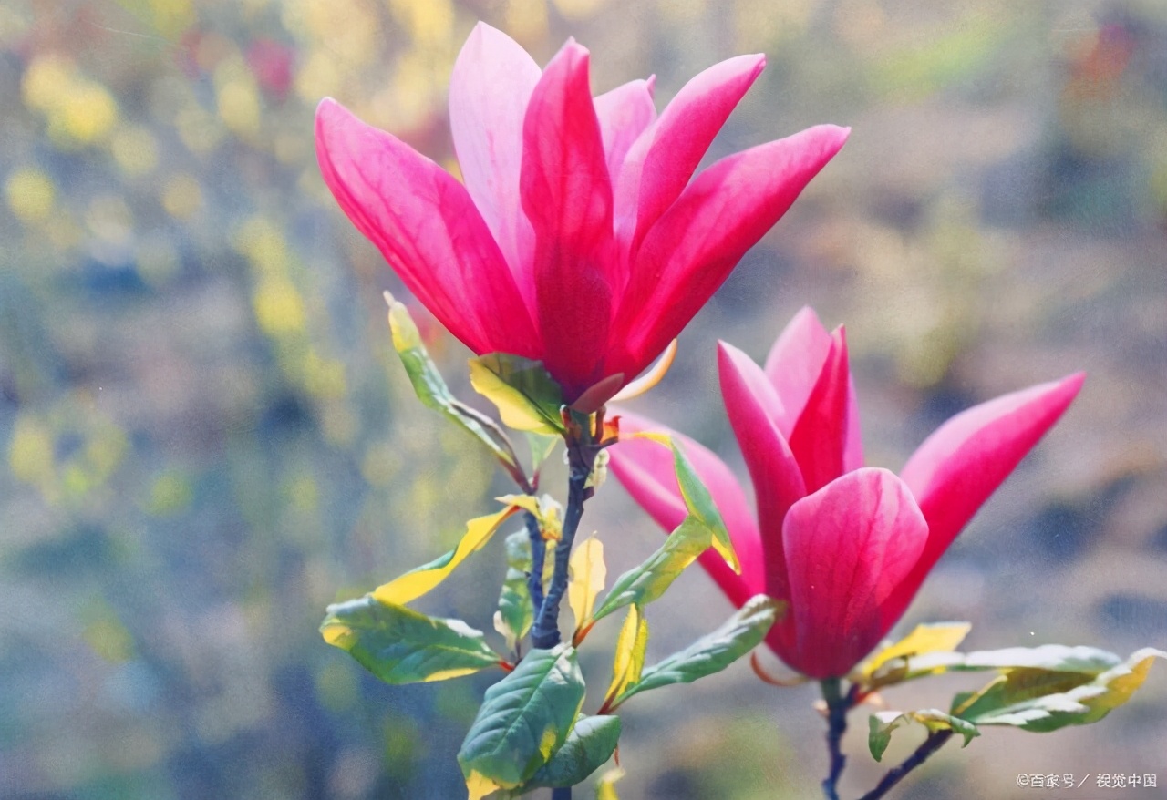 文徵明玉兰图花语,江南四大才子文徵明