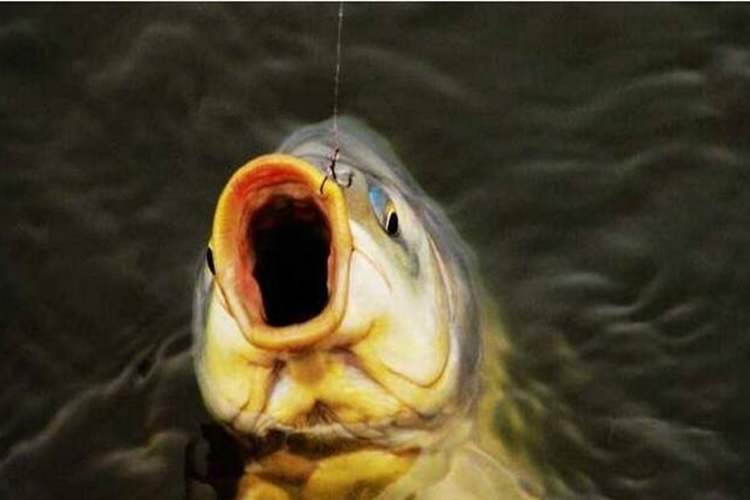 详谈雾化：用对了鱼不停口，用错了鱼都犯愁