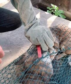 狗狗脑袋比身体大，以为是被蜜蜂蛰了，近看才发现