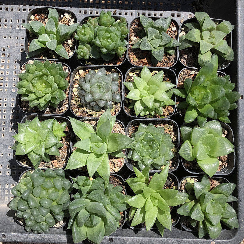 这“38种花”,当你开始收集品种时,你已入坑颇深