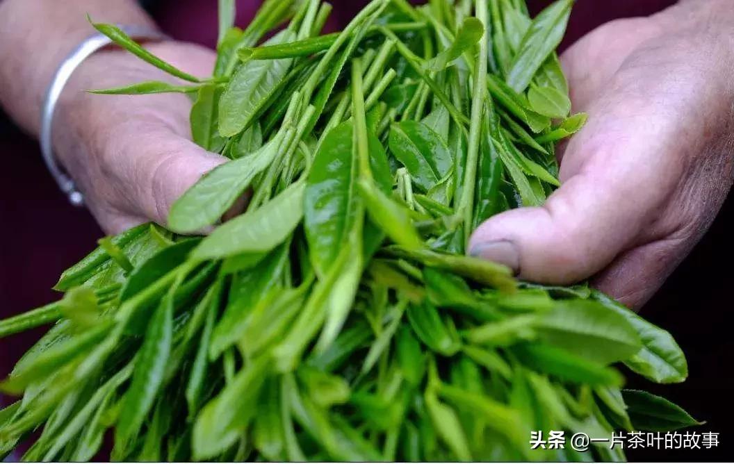 不同种类茶的辨别,茶类鉴别