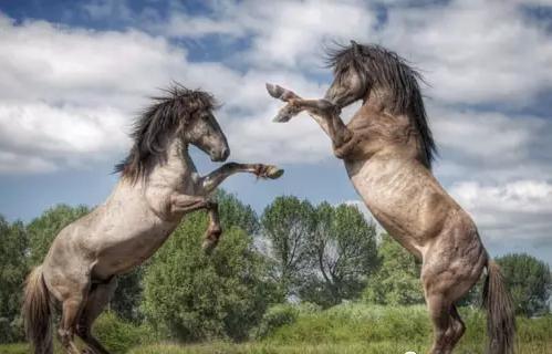 凶猛动物对决视频,凶猛野兽打斗场面