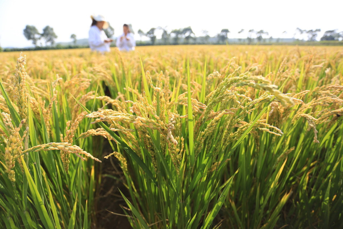 吉林好大米推荐,吉林好吃的大米品牌
