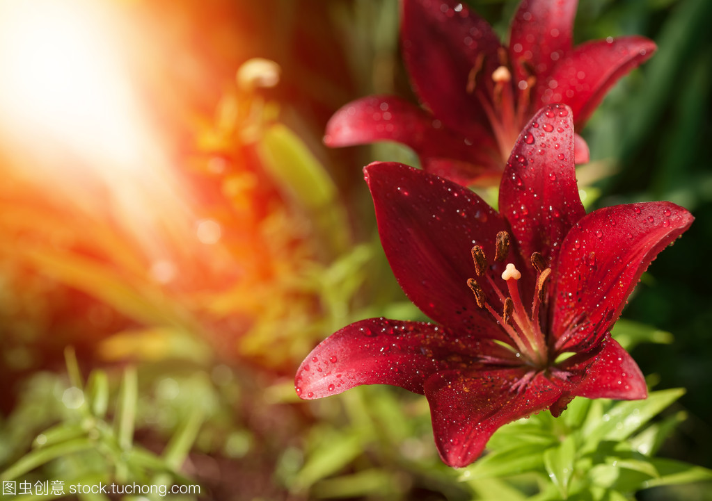 中国国花常识,各国国花的寓意