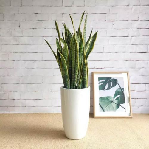 虎皮兰扦插方法及最佳季节,虎皮兰的扦插时间和方法