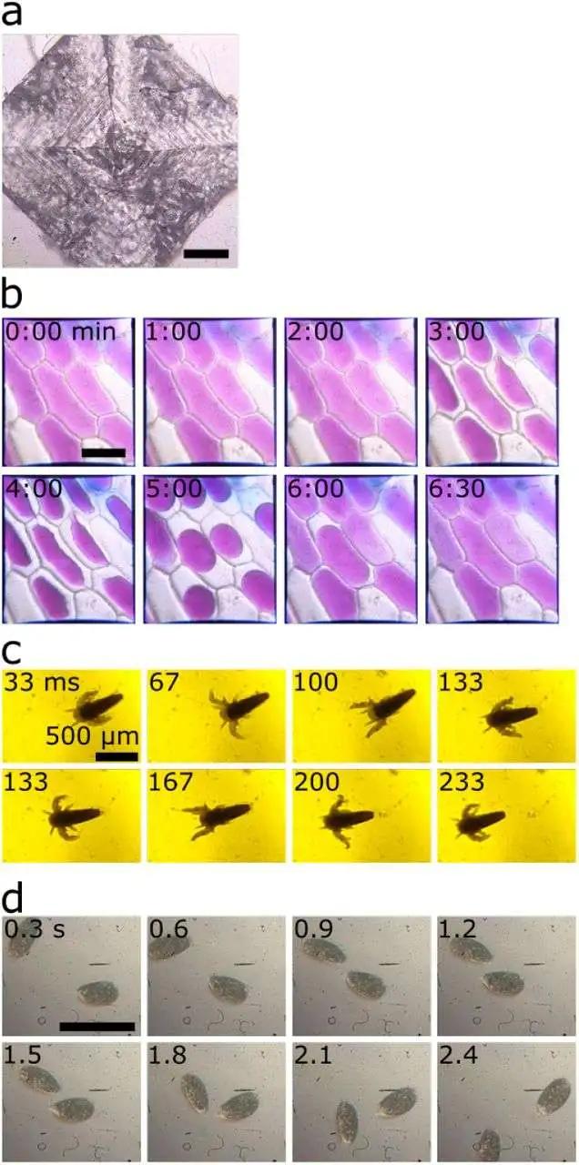 乐高搭建大颗粒3至4岁显微镜,关于未来科技的大颗粒乐高搭建