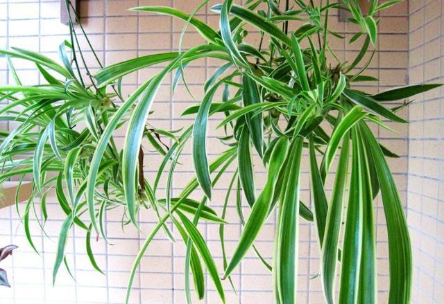 吊兰多长时间可以长成瀑布,吊兰怎么养出绿瀑布花朵