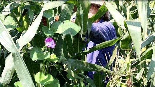 值得一吃的黑珍珠,黑糖珍珠又糯又弹