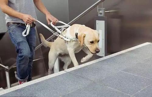 导盲犬没有勋章视频,可以当导盲犬的有哪几种狗狗