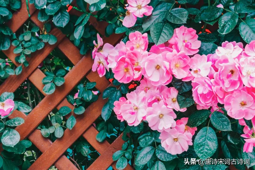 帘动微风起满院蔷薇香全文,水晶帘动微风起满架蔷薇一院香