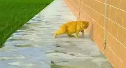 猫圈总结,猫圈玄学刚出生的猫