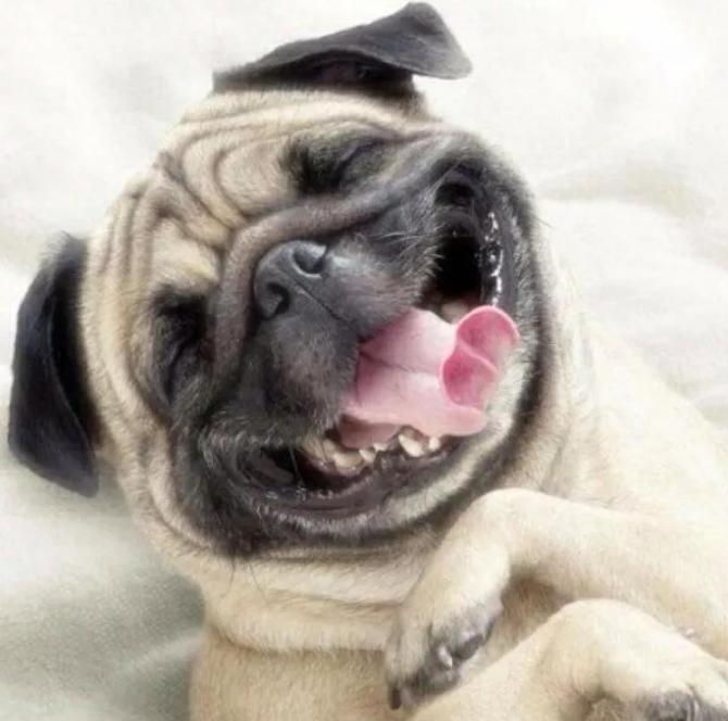 巴哥犬优缺点总结英文,巴哥犬和比熊优缺点