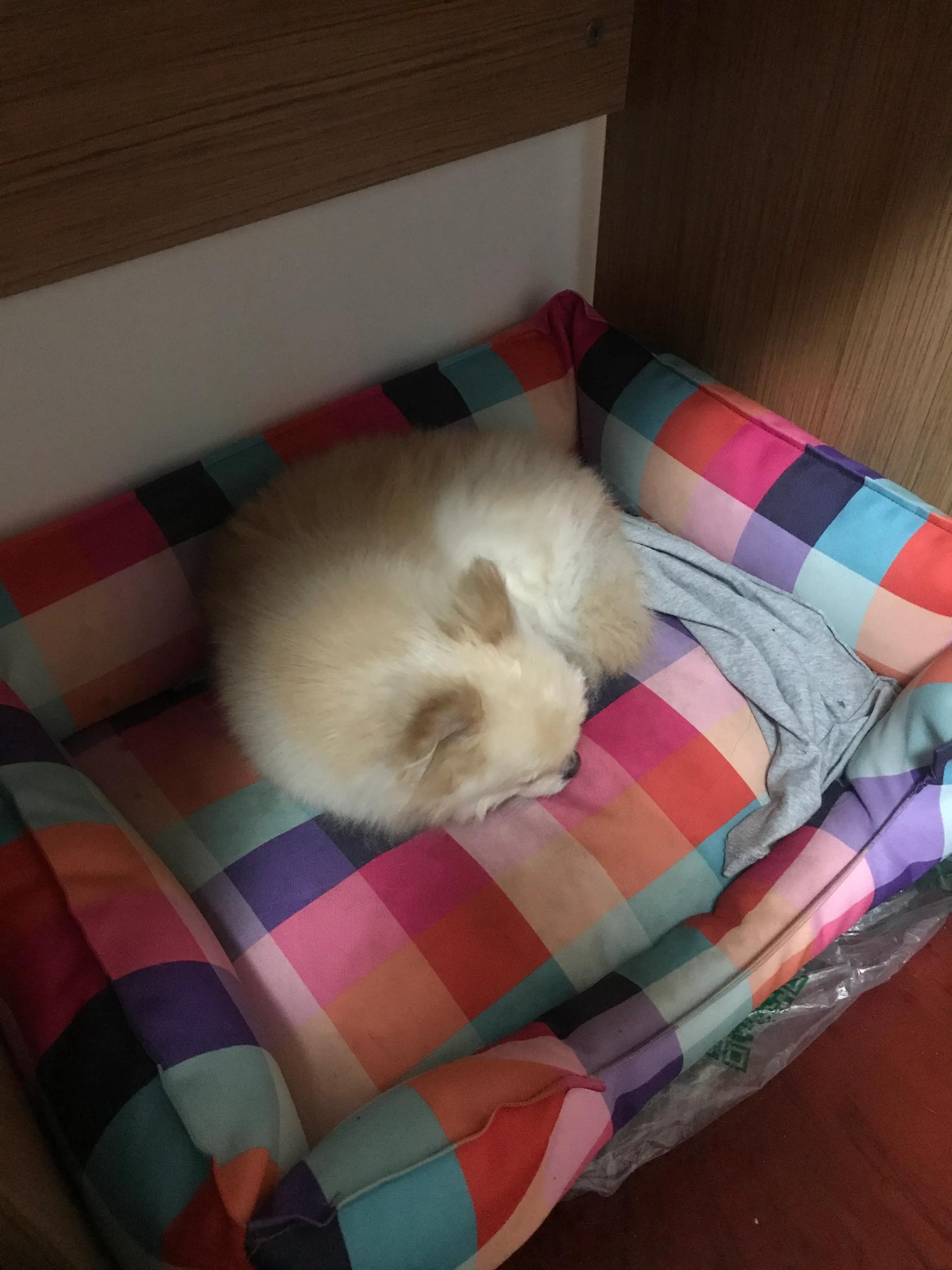 博美子宫蓄脓一般在多大会得,博美子宫蓄脓手术风险