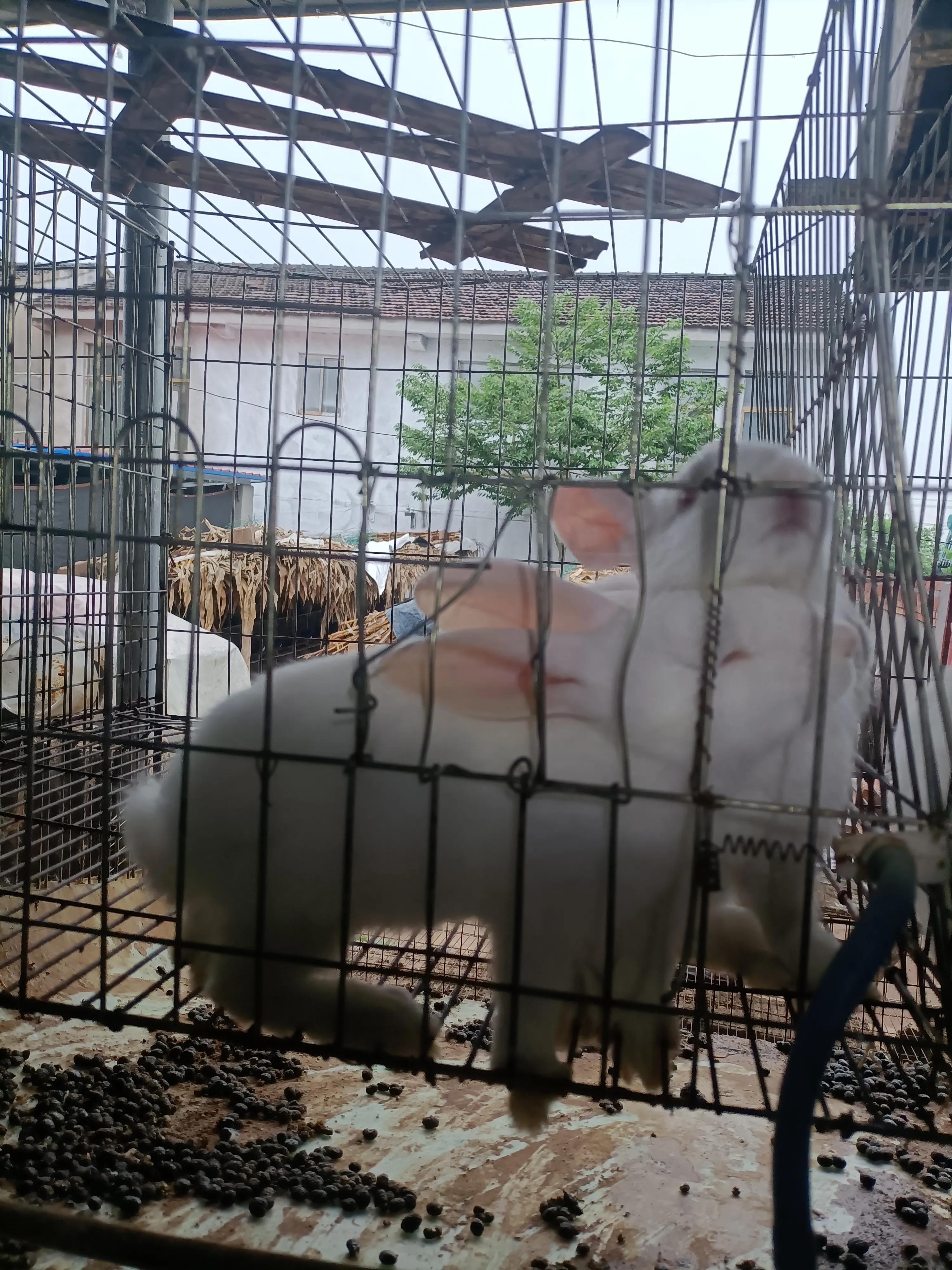 养300只种兔一年能赚多少钱,养殖200只种兔几个月可以有收益