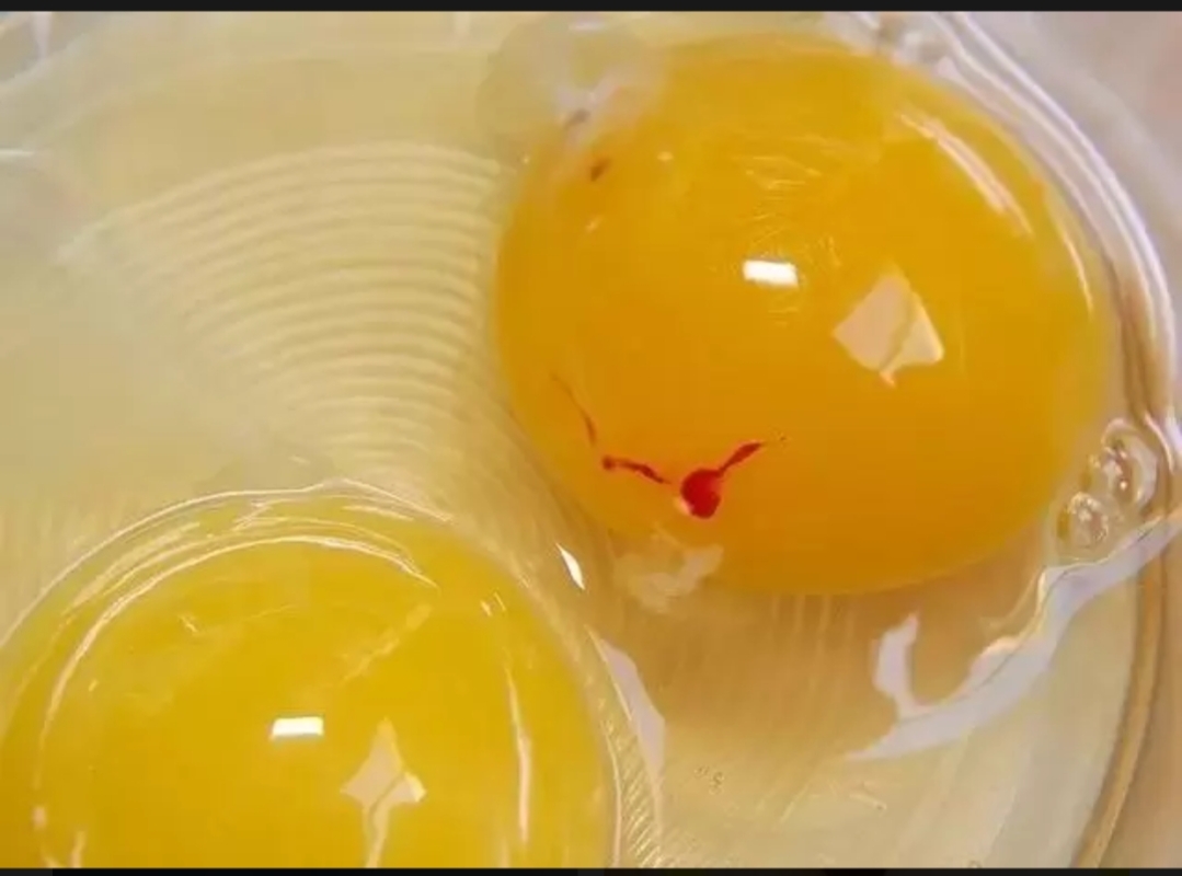 鸡蛋里有血丝，这样判断后，再做决定