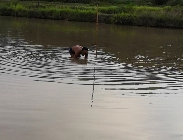 专业团队抓甲鱼,甲鱼笼怎样抓甲鱼视频