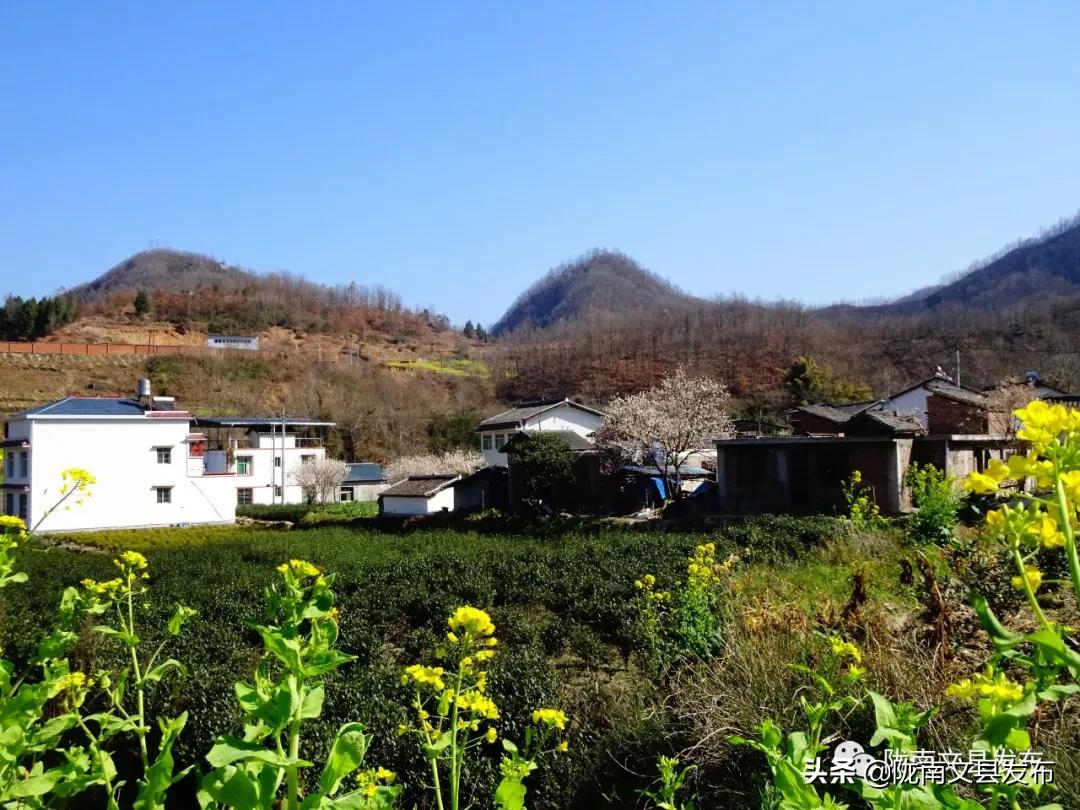 文县乡村振兴新闻,文县乡村振兴从春天启程