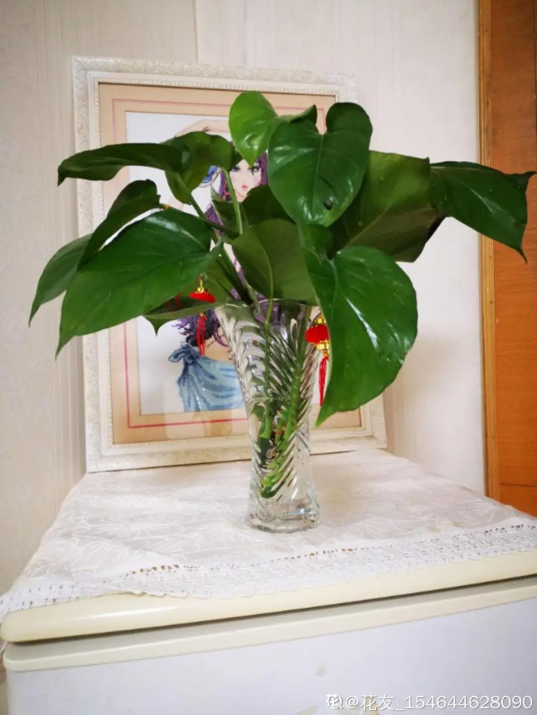 养花土的管理,土培养花怎么养才不会爆盆