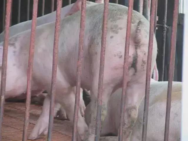 猪增生性回肠炎临床症状,圆环引起中大猪的增生性肠炎