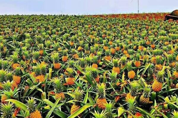 菠萝怎样种盆栽视频,菠萝是怎么种下去的