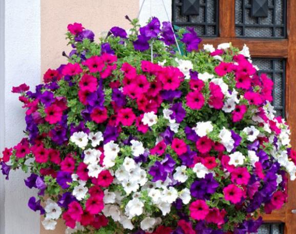 扦插矮牵牛怎么让它爆盆,矮牵牛秋天扦插苗来年还会开花吗