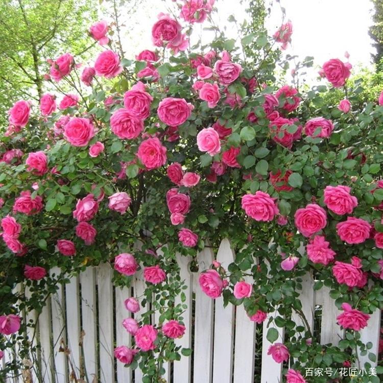 养花是个坑顺口溜,养花入的坑