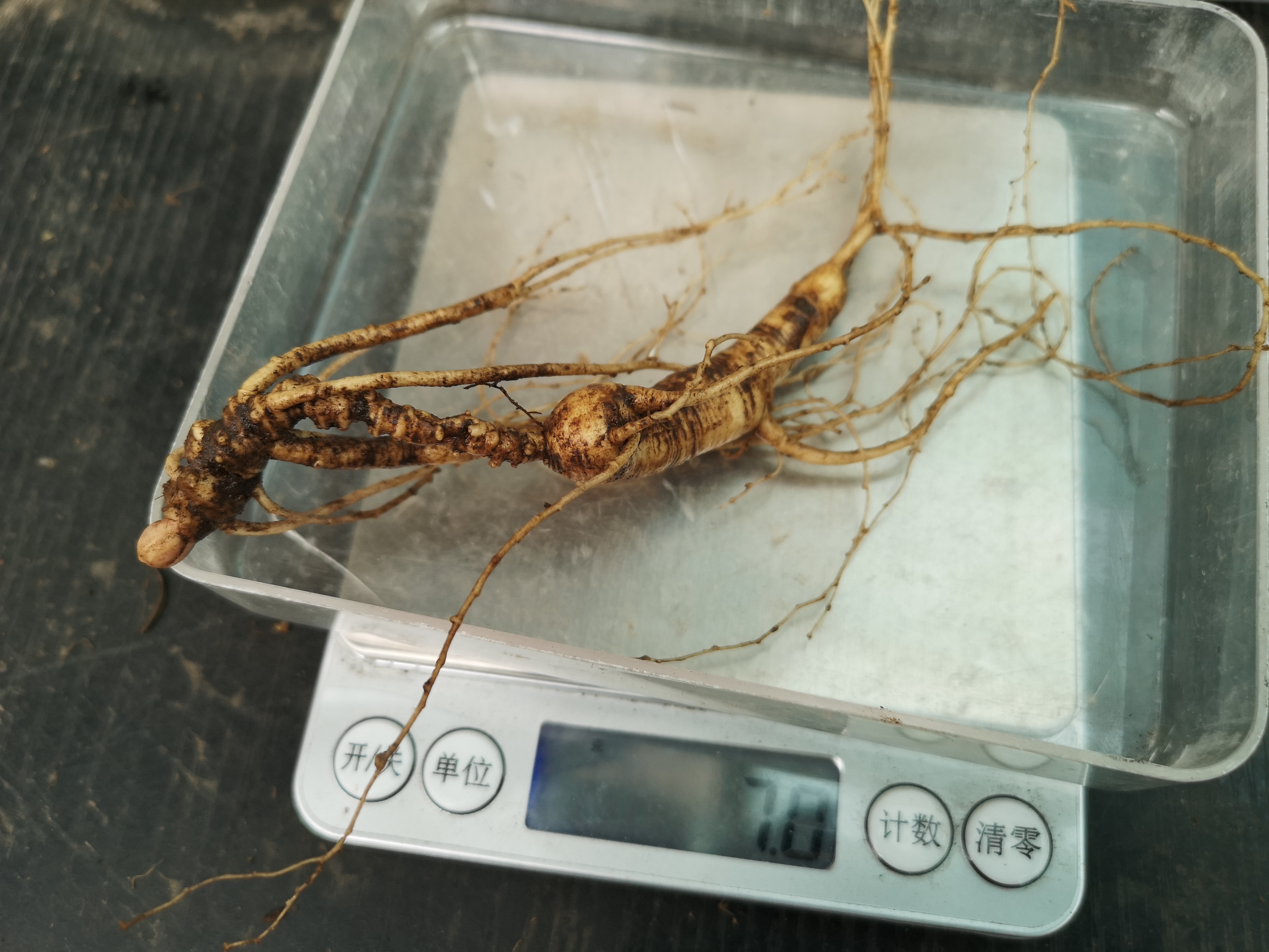 人参怎么吃好吃,人参要怎么吃才是最好的