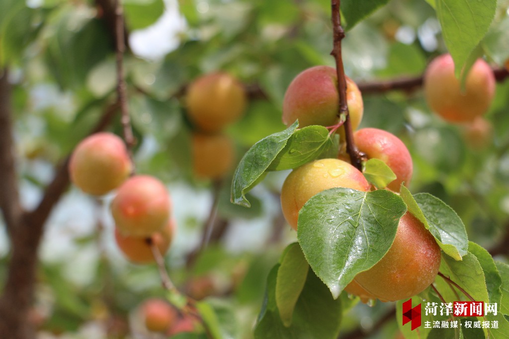 山东郓城农村环境整治,郓城县环境整治