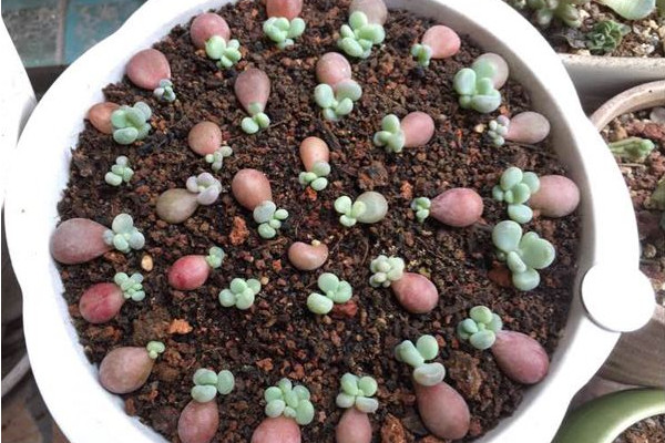 多肉叶插发芽慢怎么办,多肉香槟叶插多长时间出苗