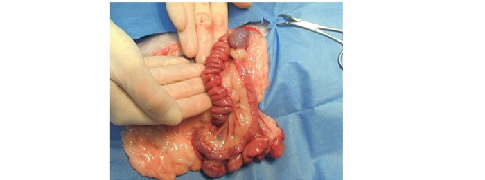 猫吃了针线怎么才能拉出来,猫吃了缝衣服的针