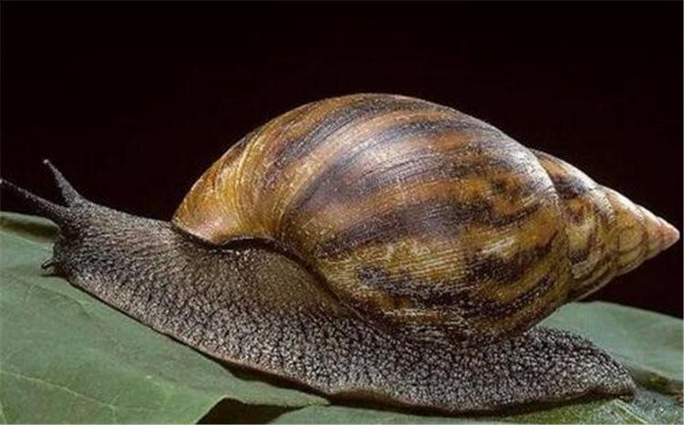 大闸蟹入侵欧洲的危害,大闸蟹在美国泛滥成灾视频