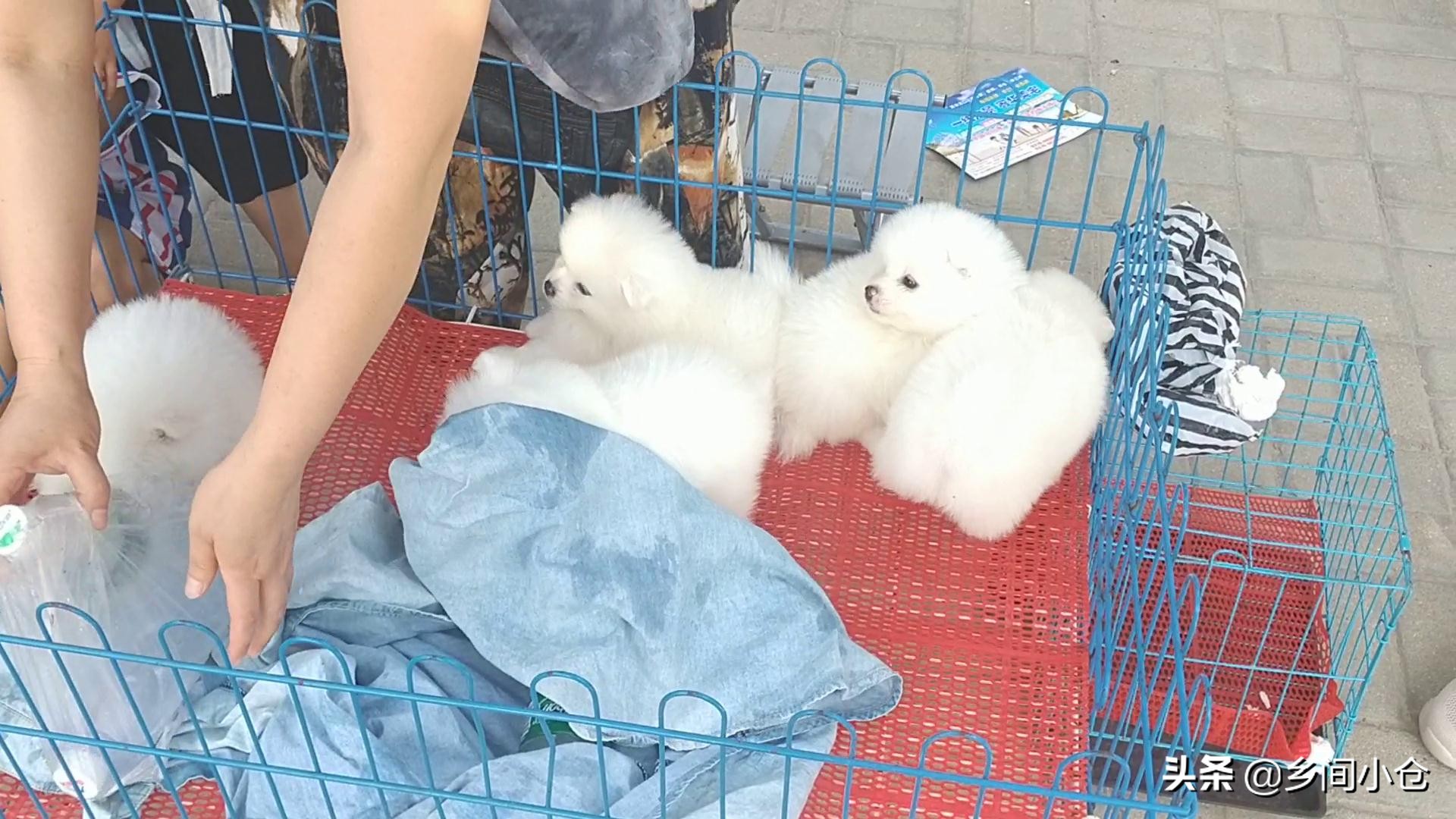 豫东最大狗市在哪里 (豫东南最大的狗市在哪里)