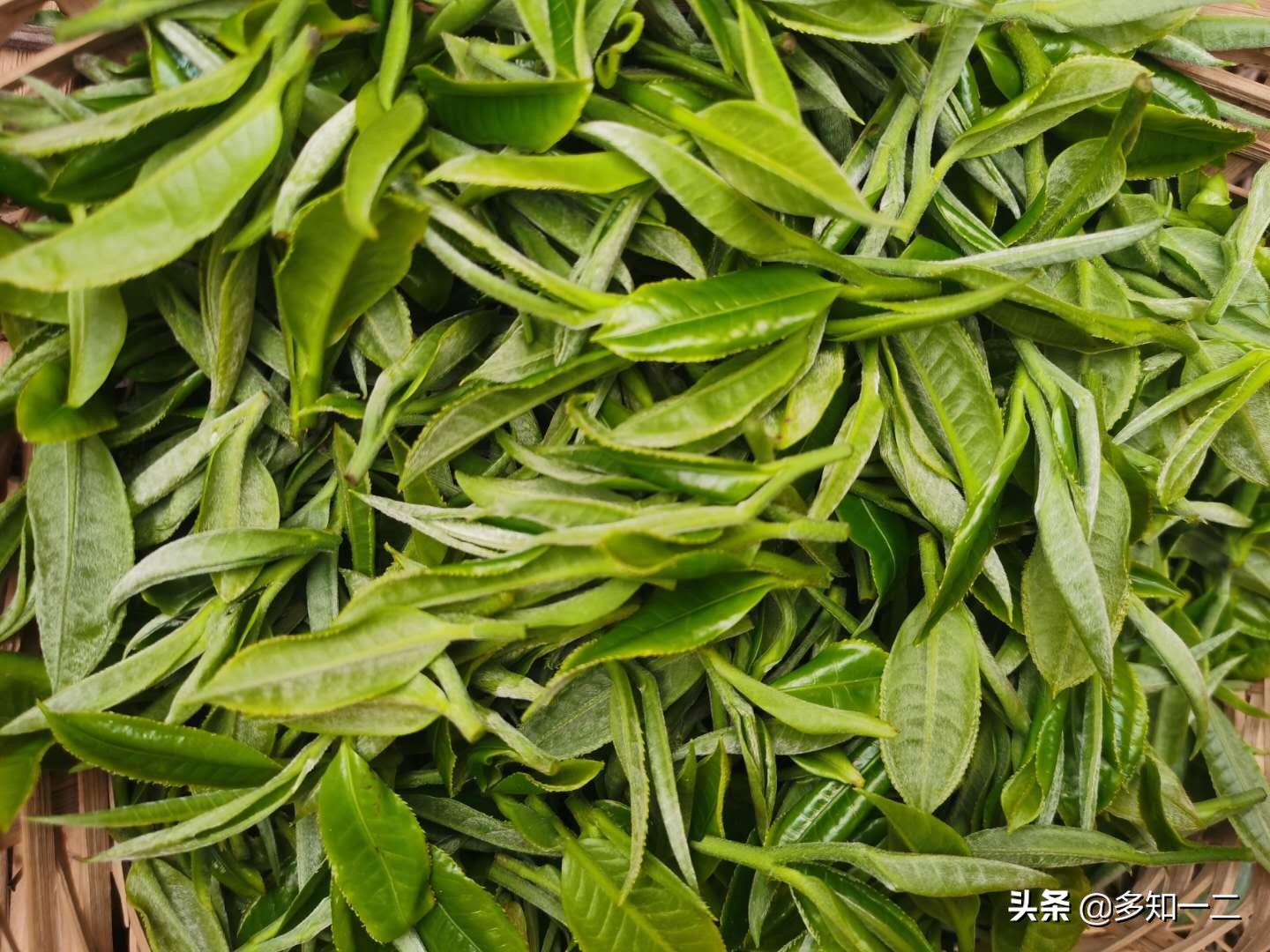 出租古茶树,古树茶地出租