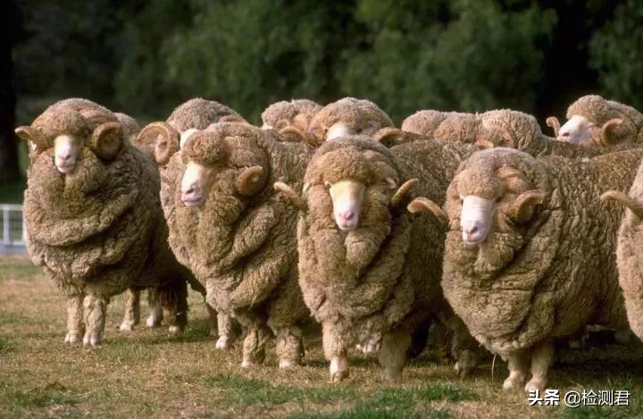 动物毛怎么收藏,各种动物毛纤维