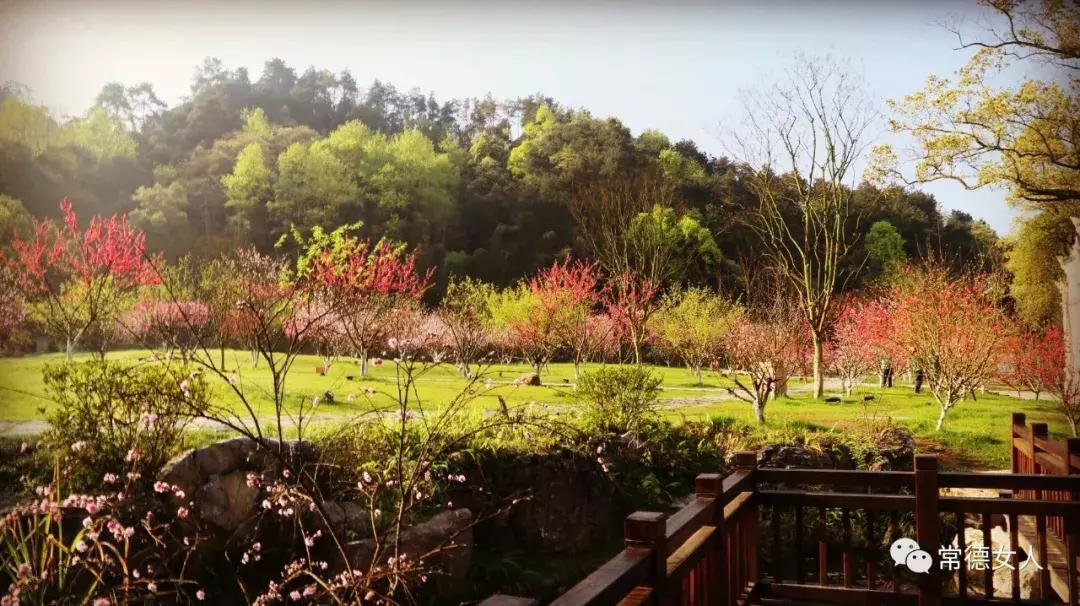 桃花源又见桃花开,盛景等君来,你若不来、花为谁开?