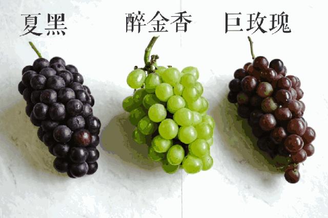 100种葡萄品种大全,12种热门葡萄