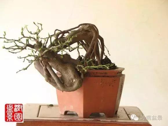 高桩金豆盆景大全,金豆双杆文人盆景欣赏