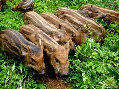 广西野猪“皇后”刘莹的致富经